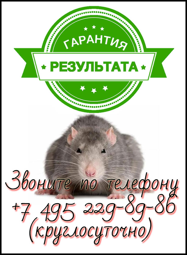 уничтожение-крыс-мышей